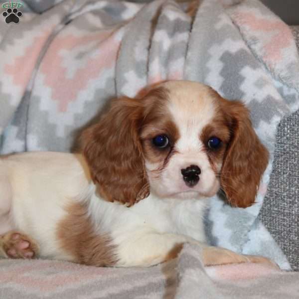 Cassie, Cavalier King Charles Spaniel Puppy